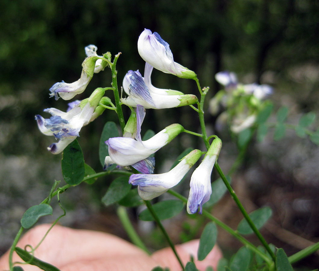 Изображение особи Vicia sylvatica.