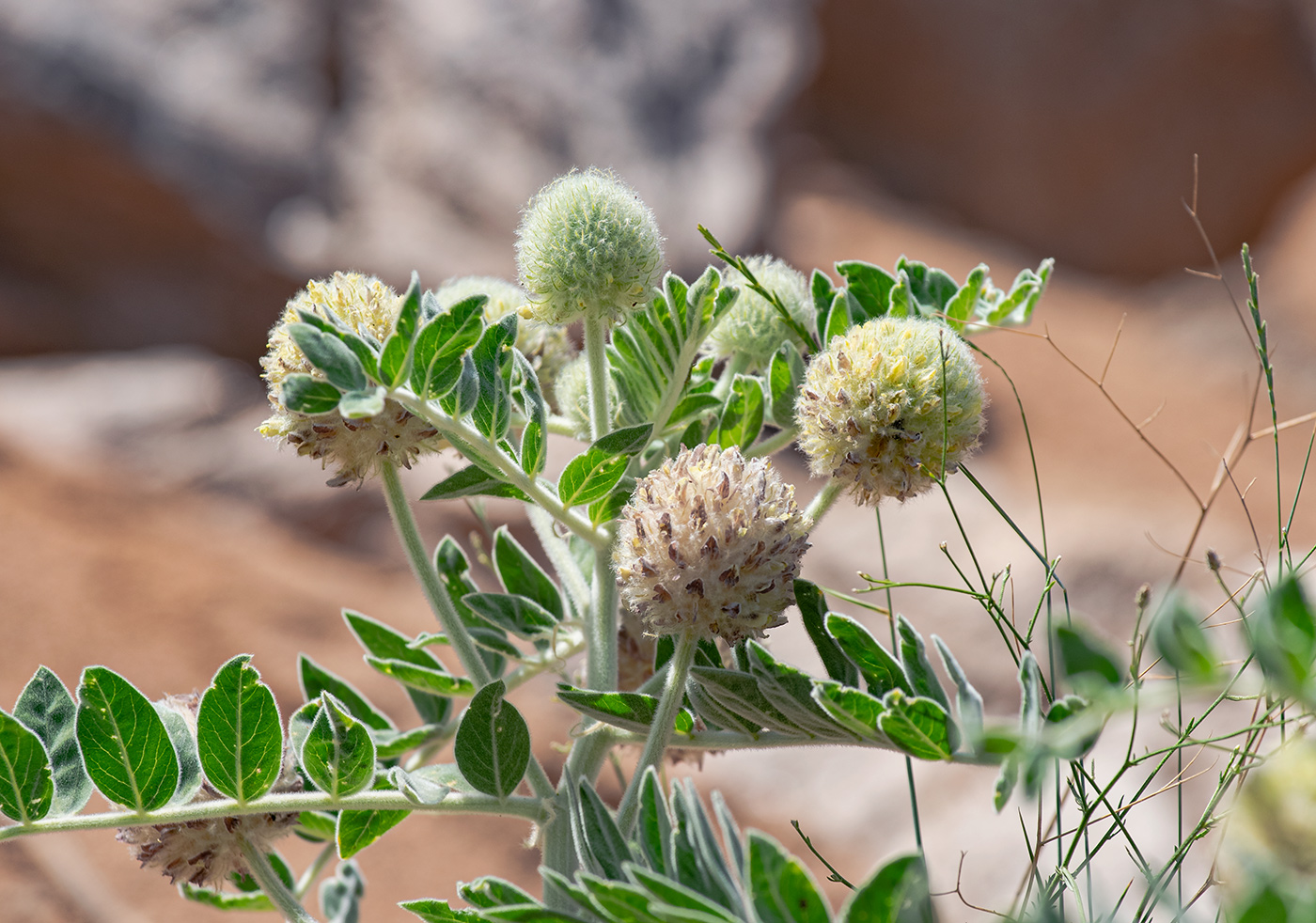 Изображение особи Astragalus eximius.