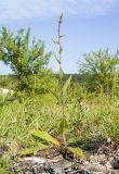 Verbascum