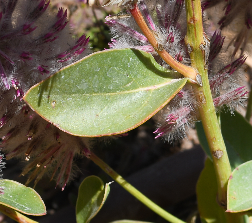 Изображение особи Ptilotus exaltatus.