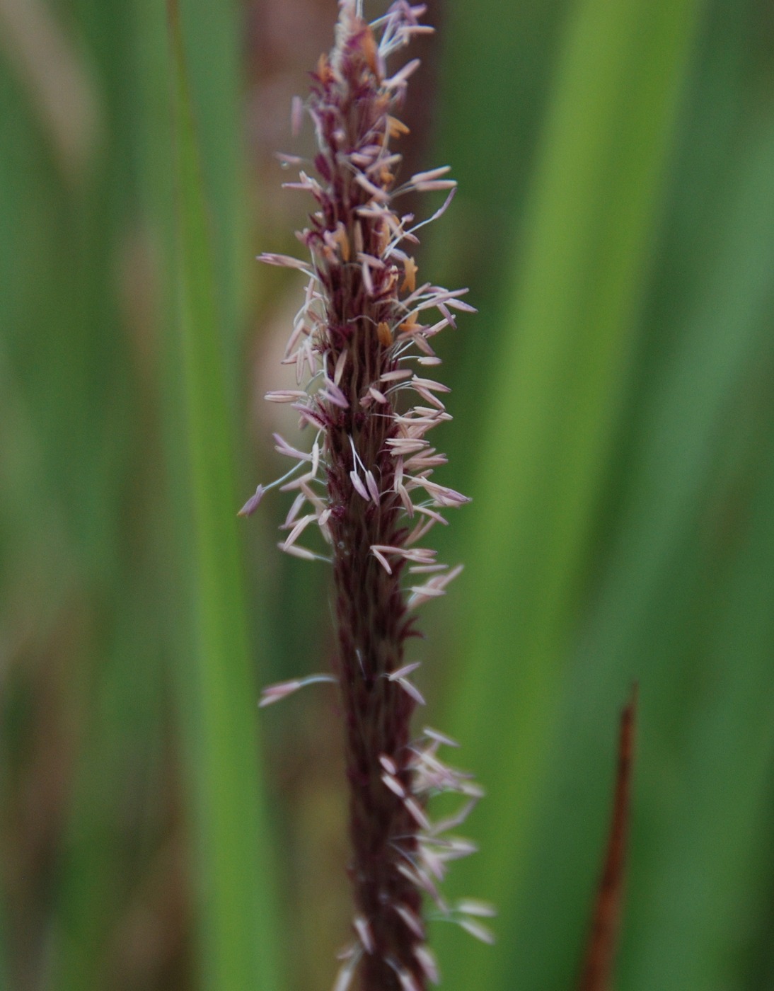 Image of Imperata cylindrica specimen.