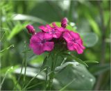 Dianthus barbatus