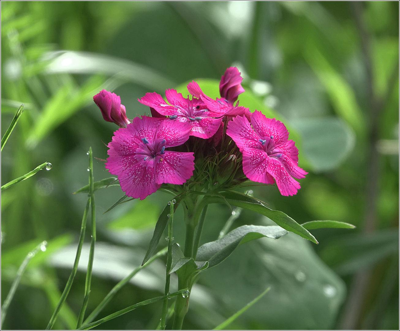 Изображение особи Dianthus barbatus.