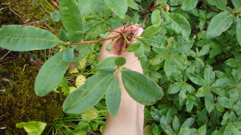 Image of genus Rhododendron specimen.