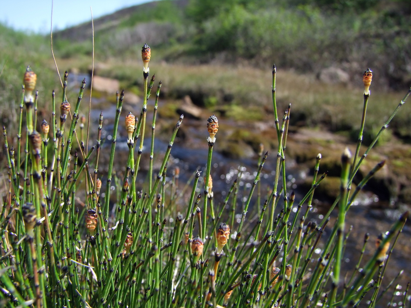 Изображение особи Equisetum variegatum.