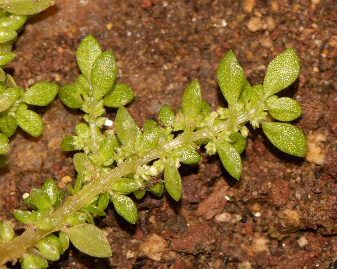 Image of Pilea microphylla specimen.