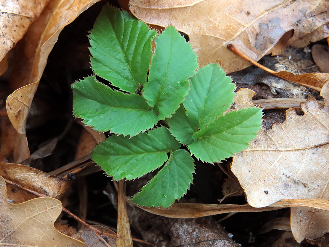 Image of Aegopodium podagraria specimen.