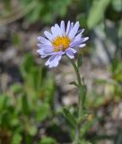 Aster alpinus