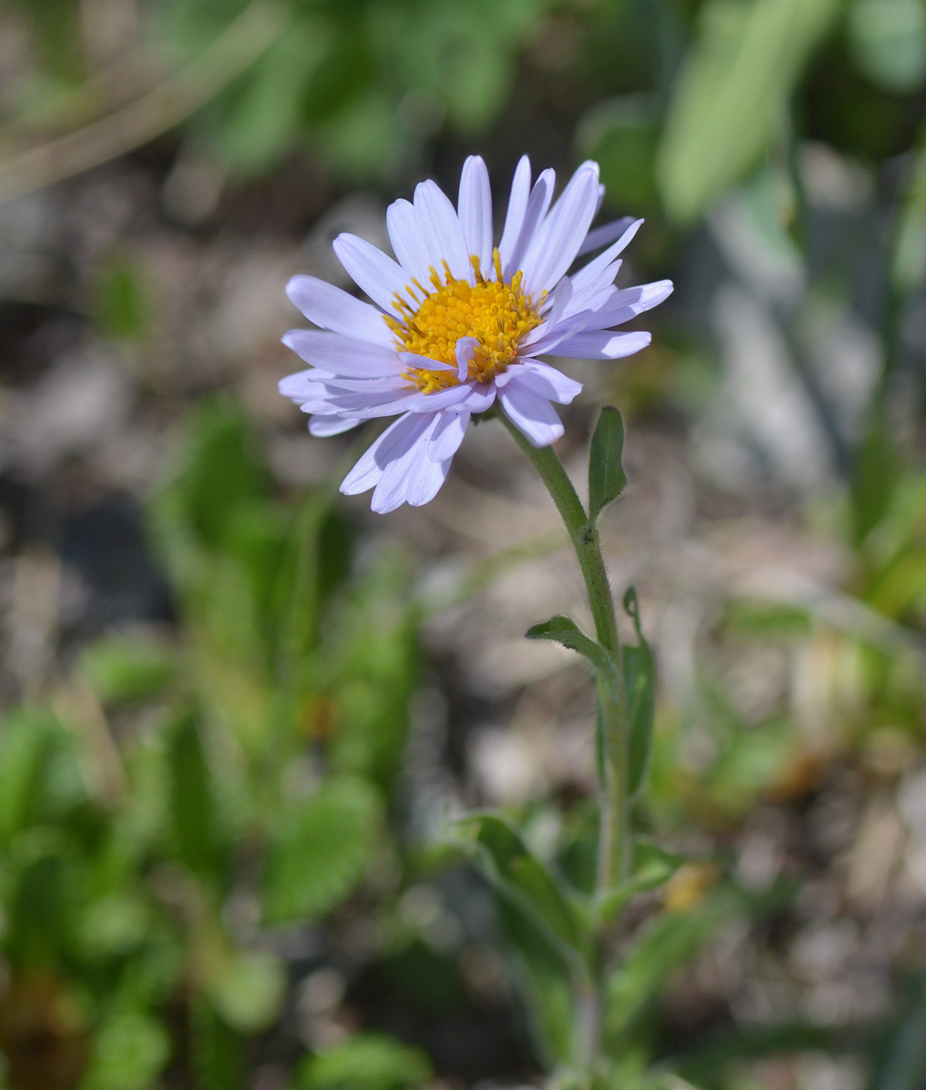 Image of Aster alpinus specimen.