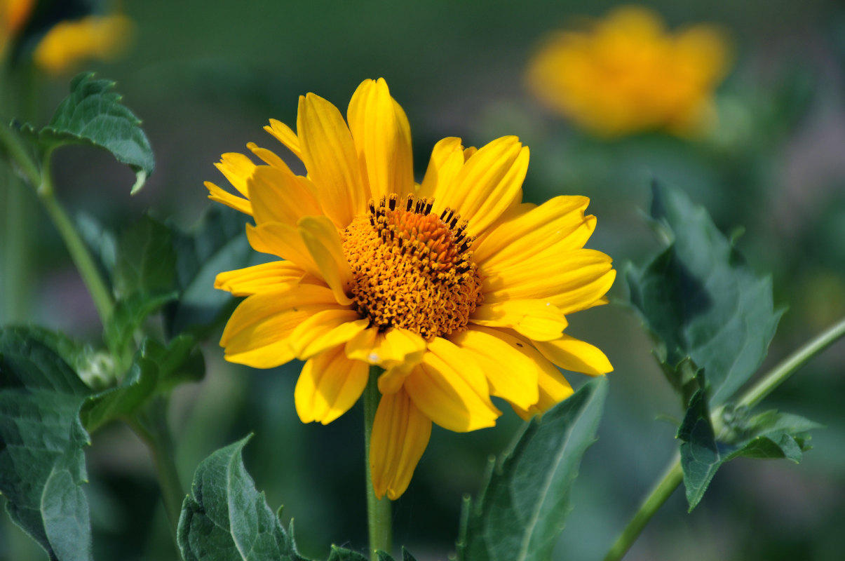 Image of Heliopsis helianthoides ssp. scabra specimen.