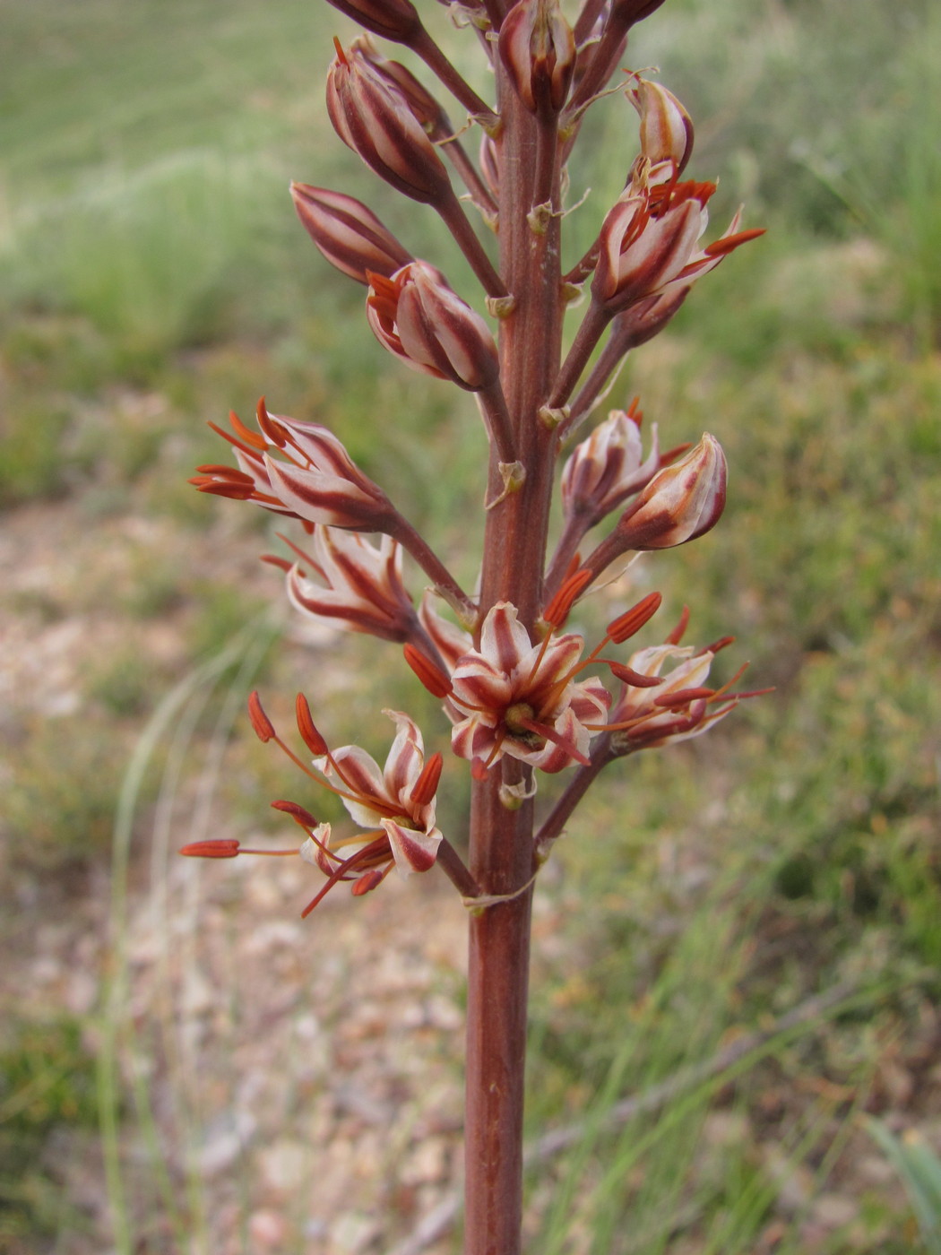 Изображение особи Eremurus cristatus.