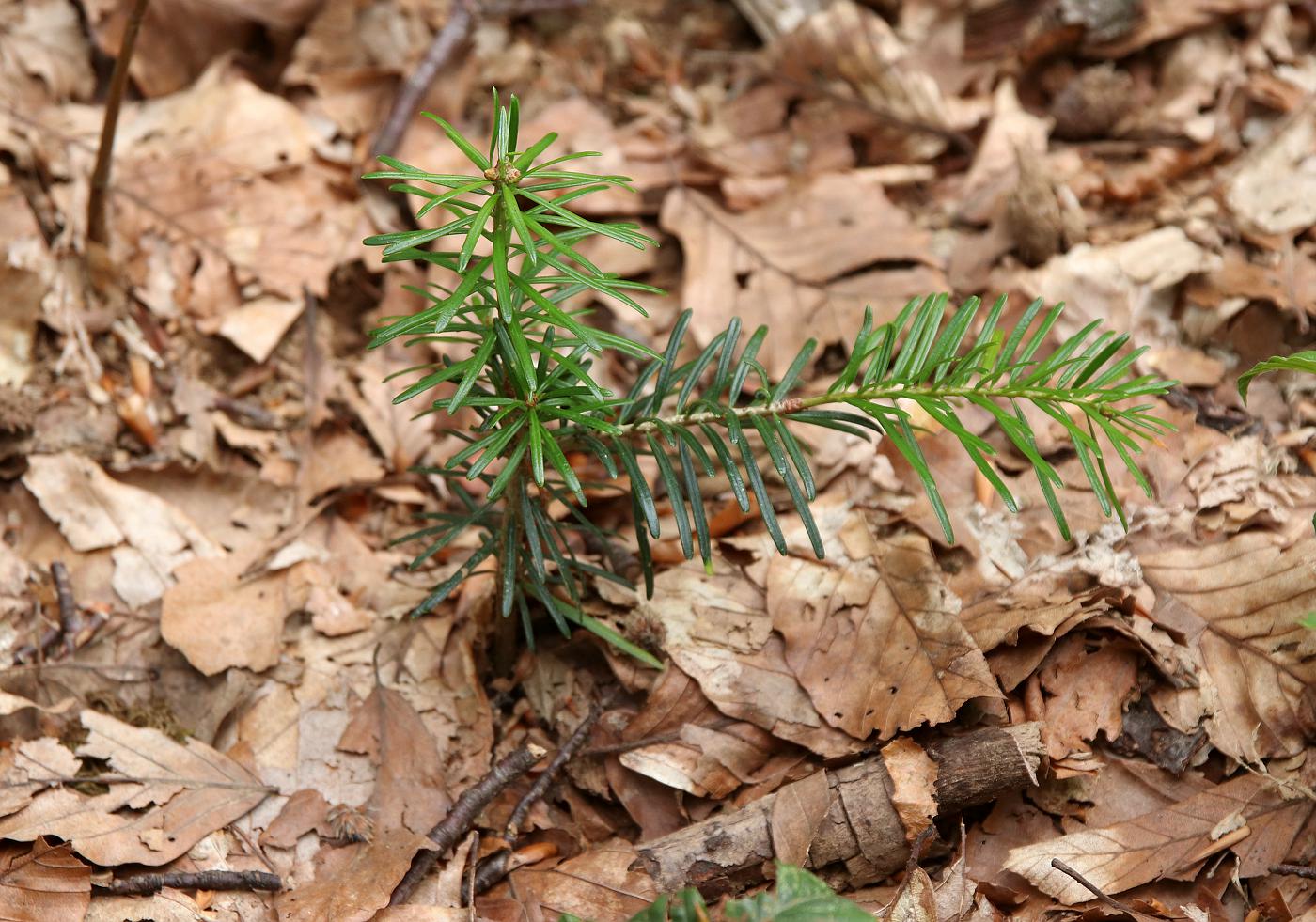 Изображение особи Abies nordmanniana.