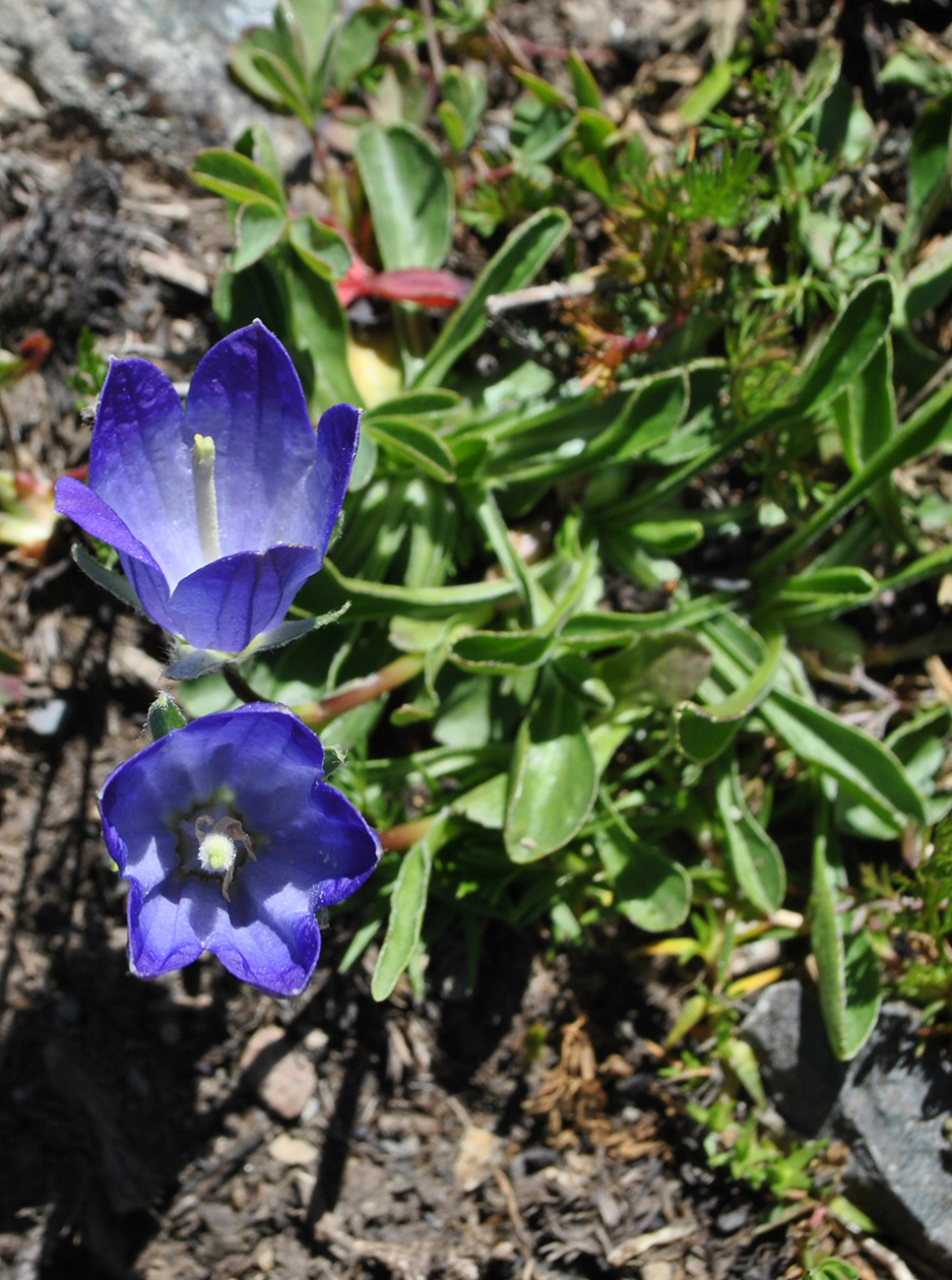 Изображение особи Campanula saxifraga.