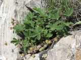 Potentilla incana