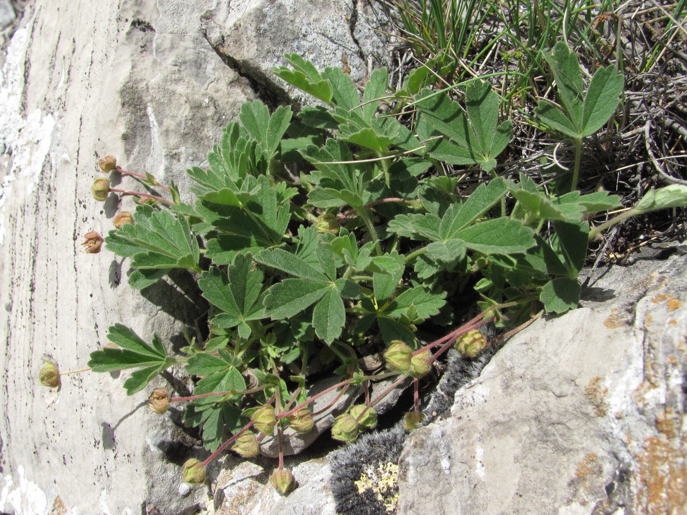 Image of Potentilla incana specimen.