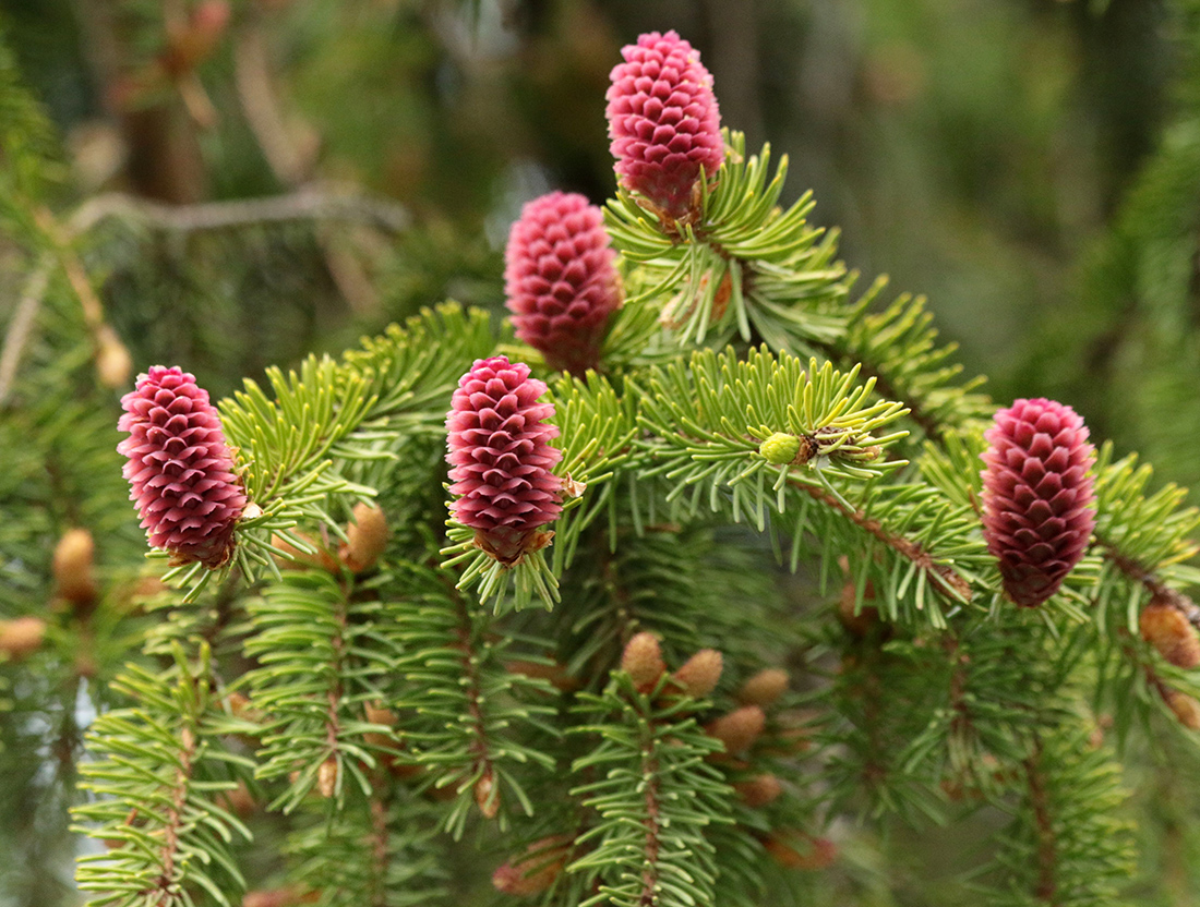 Изображение особи Picea abies.