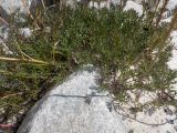 Tripleurospermum caucasicum