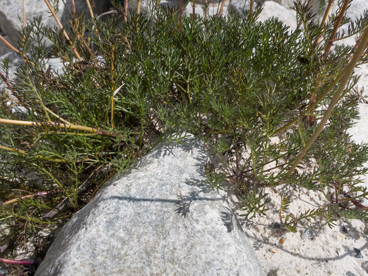 Image of Tripleurospermum caucasicum specimen.
