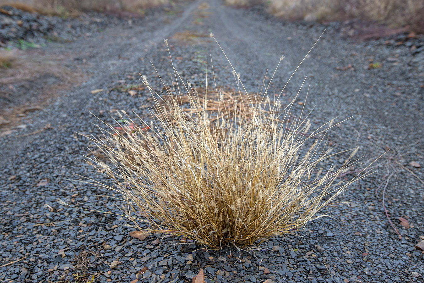 Image of genus Setaria specimen.