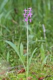 Dactylorhiza traunsteineri. Цветущее растение (высота — 22 см, длина соцветия — 5,5 см). Ивановская обл., Фурмановский р-н, Хромцовское сельское поселение, окр. дер. Каликино, Уткинское болото, ключевое зеленомошное болото. 03 июля 2021 г.