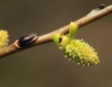 Salix pierotii. Часть побега с женским соцветием. Приморский край, Уссурийский ГО, окр. с. Утёсное, на сыром лугу. 28.04.2022.