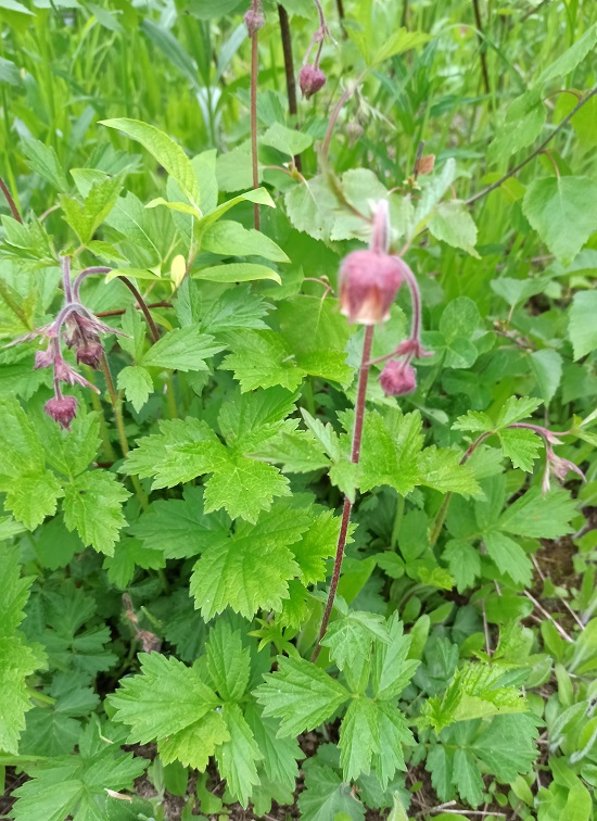 Image of Geum rivale specimen.