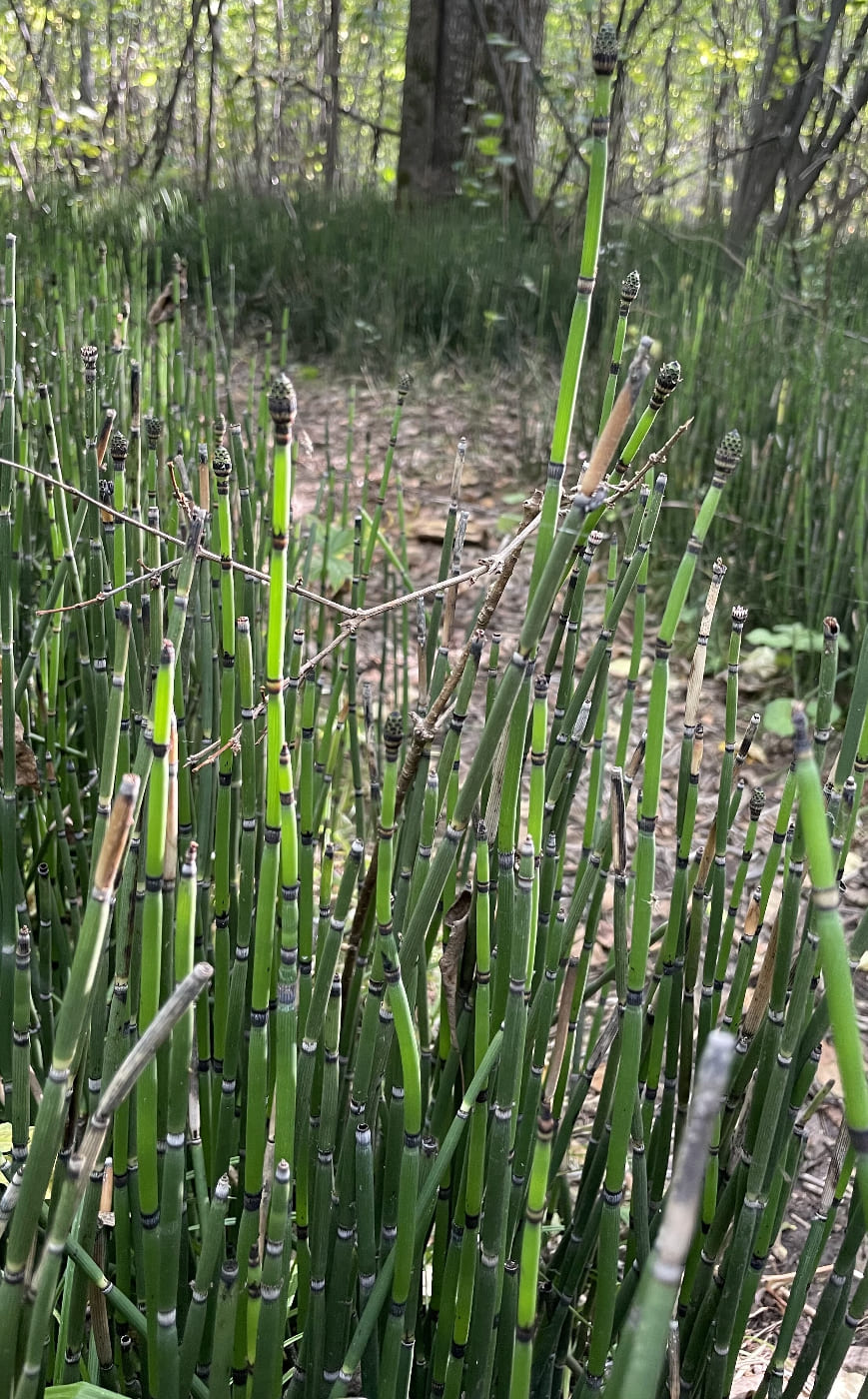 Изображение особи Equisetum hyemale.