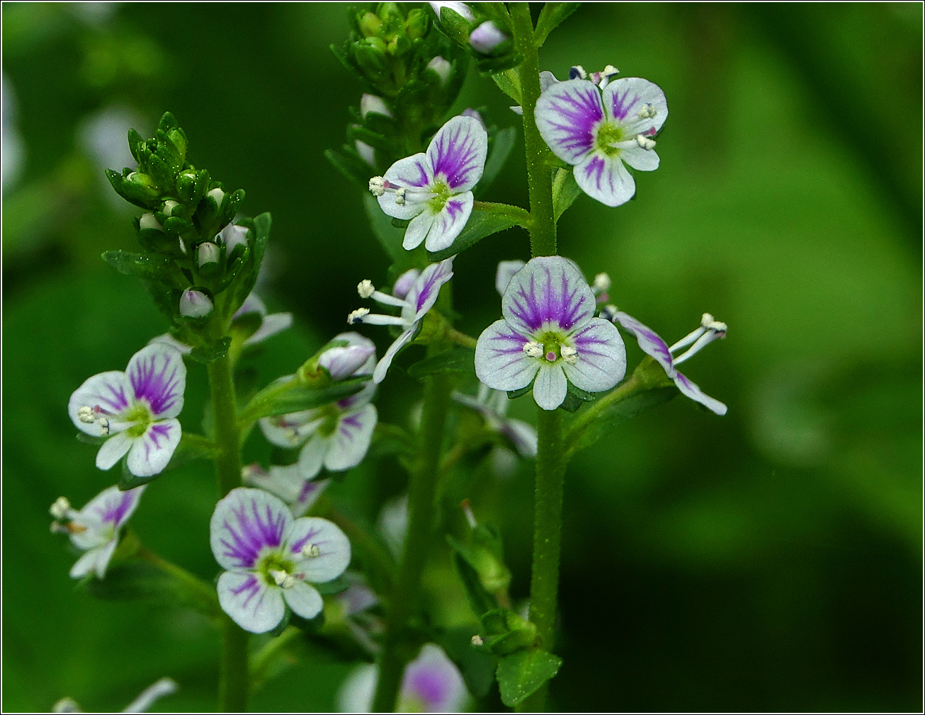 Image of Veronica serpyllifolia specimen.