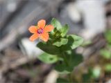 Anagallis arvensis