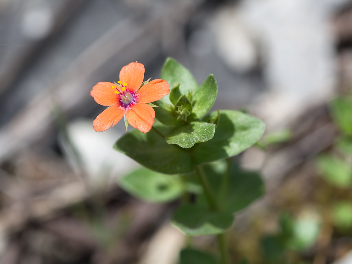 Изображение особи Anagallis arvensis.