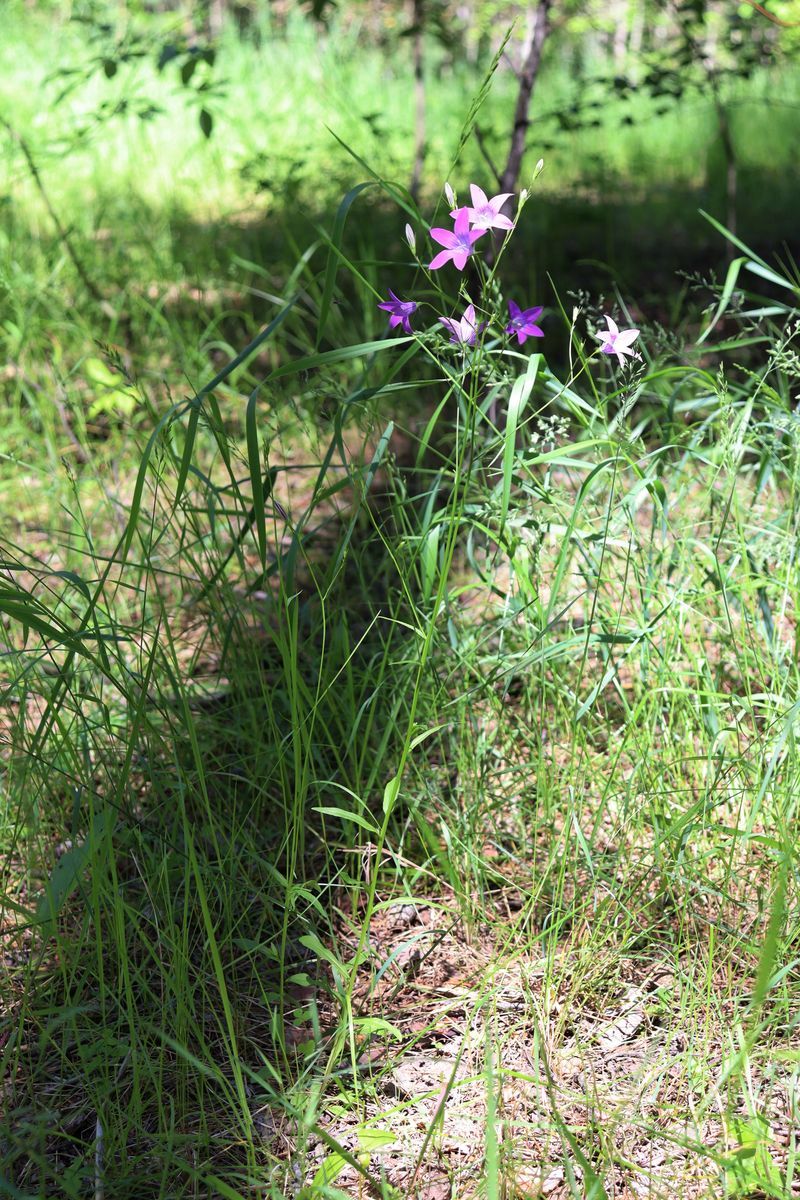 Image of Campanula patula specimen.