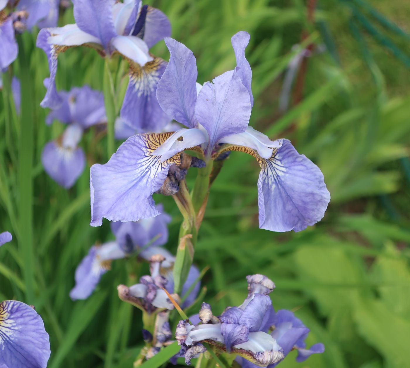 Изображение особи род Iris.