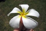 род Plumeria