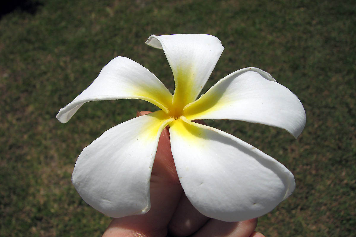 Изображение особи род Plumeria.