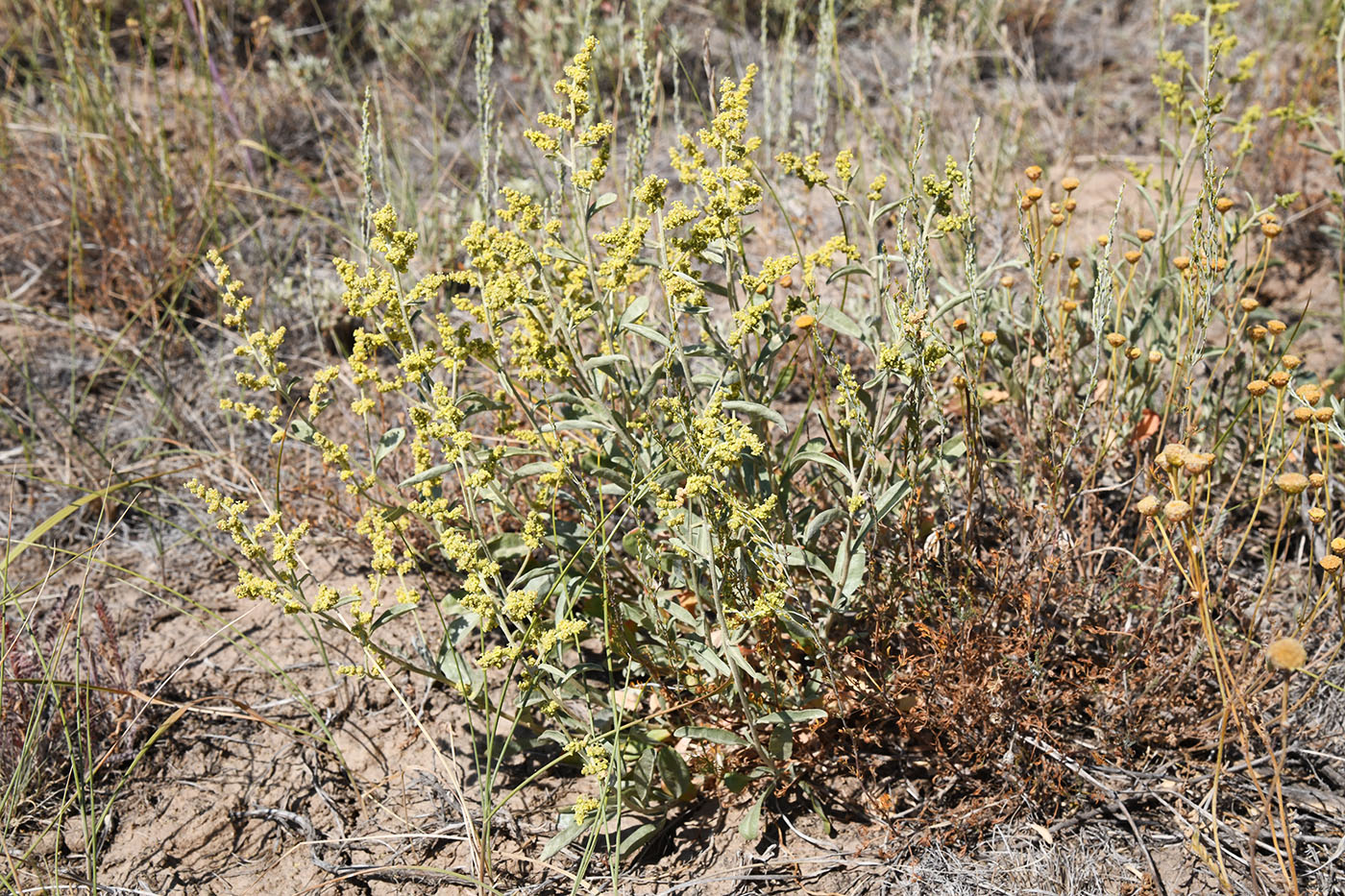 Image of Atriplex cana specimen.