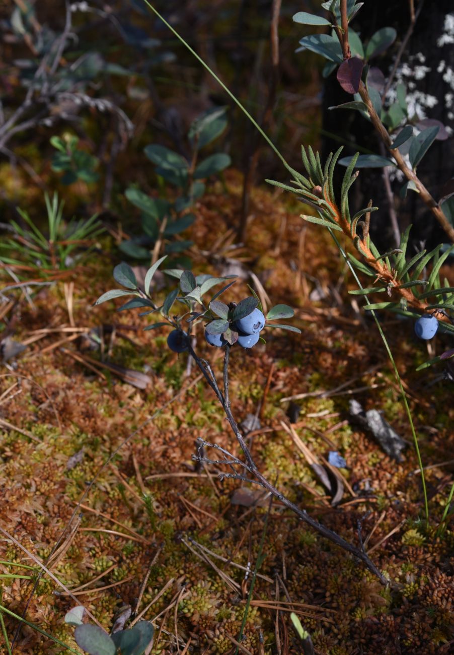 Image of Vaccinium uliginosum specimen.