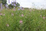 Ononis arvensis. Цветущие растения (на заднем плане цветут Campanula persicifolia). Калужская обл., Боровский р-н, правый берег р. Протва в 500 м выше по течению от дер. Сатино, луг. 3 июля 2020 г.