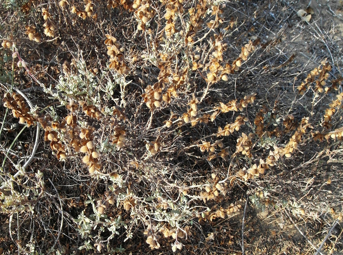 Image of Helianthemum kahiricum specimen.