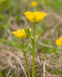 Ranunculus brachylobus