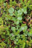 Salix herbacea. Вегетирующее растение среди плодоносящей вороники (Empetrum hermaphroditum). Мурманская обл., окр. г. Заозёрск, высота 314.9, ерниково-кустарничково-лишайниковая каменистая тундра. 01.08.2022.