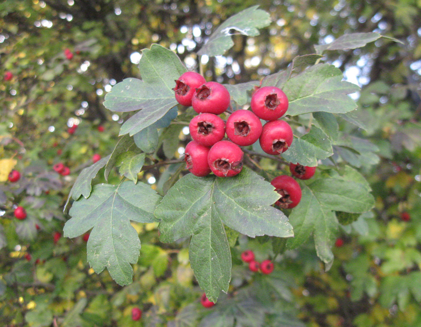Image of Crataegus × media specimen.