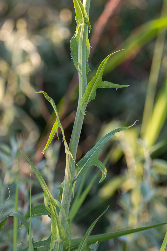 Изображение особи Sonchus palustris.