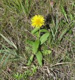 Inula britannica. Цветущее растение. Иркутская обл., Усть-Ордынский р-н, окр. пгт Усть-Орда, долина р. Куда, луг. 08.08.2022.