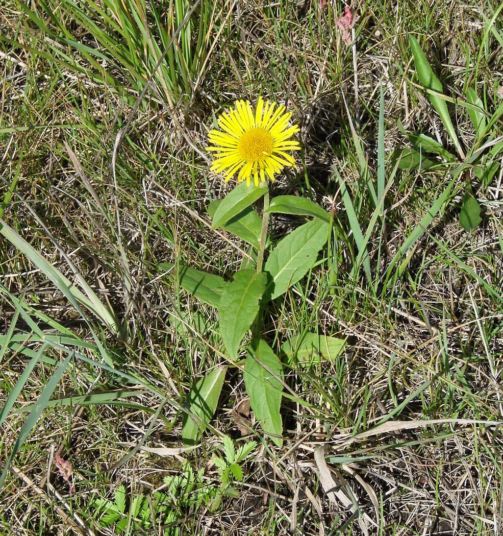 Image of Inula britannica specimen.