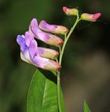 Image of taxon representative. Author is Вера Волкотруб