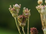 Centaurea adpressa