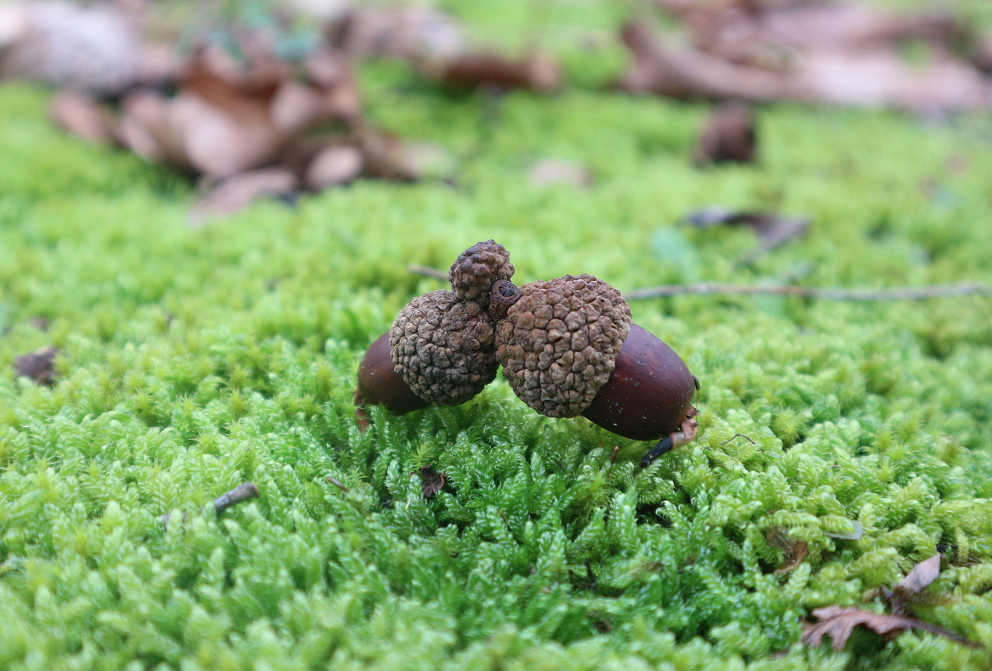 Image of genus Quercus specimen.