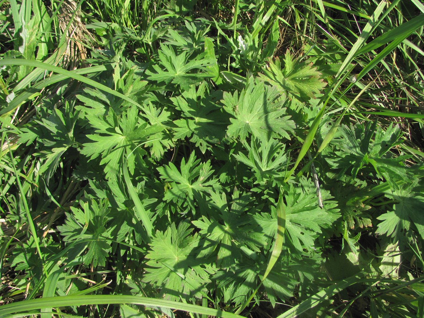 Image of Geranium collinum specimen.