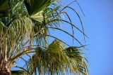 Washingtonia robusta