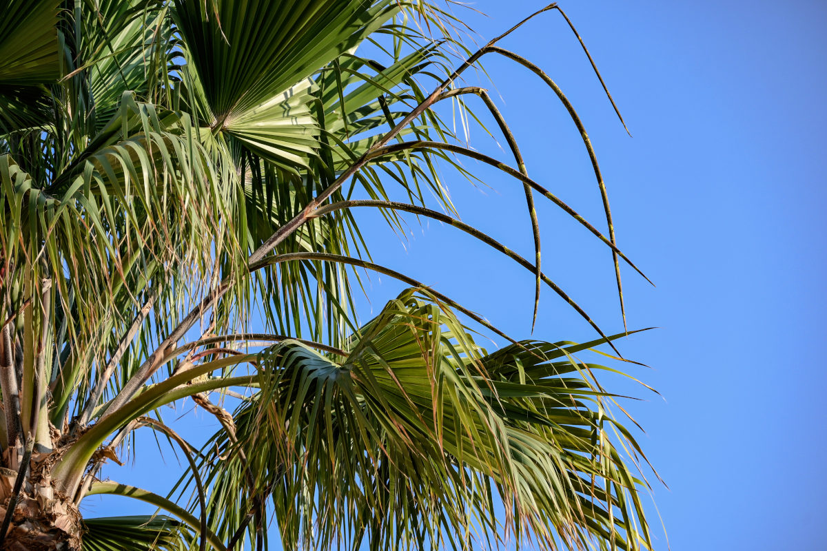 Изображение особи Washingtonia robusta.